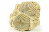Three Fossil Pecten (Scallops) - Gironde, France #280554-1